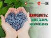 Жимолость Мало сахара, много пользы